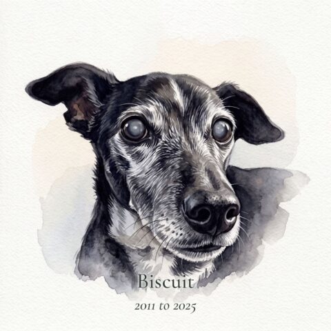 Watercolor memorial portrait of a senior dog with the name Biscuit and the years 2011 to 2025 beneath